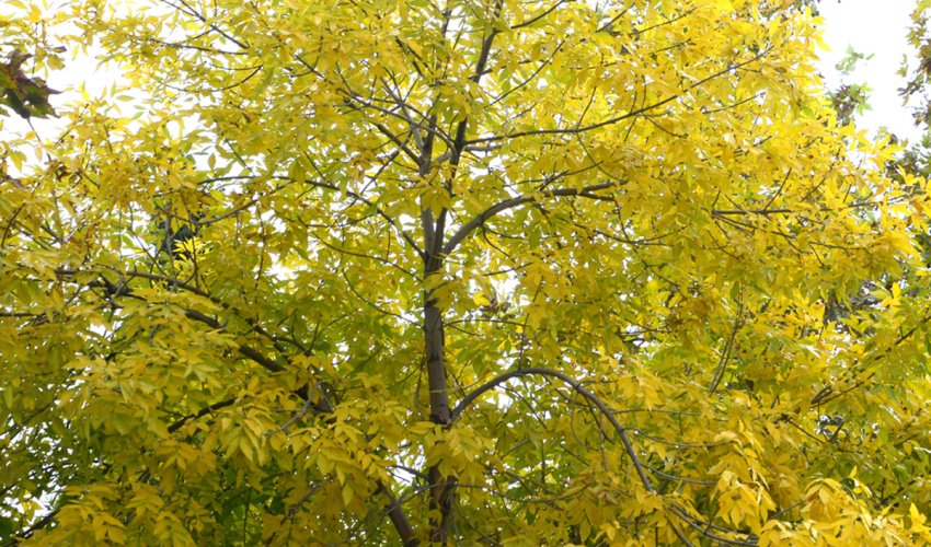 Baku weather forecast for Oct.31