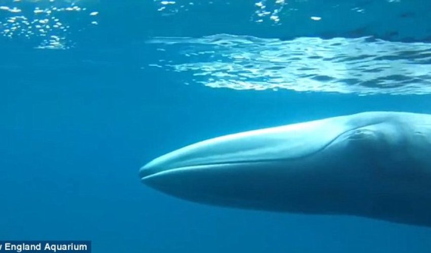 The world's rarest whale Omura is captured on film for the FIRST time