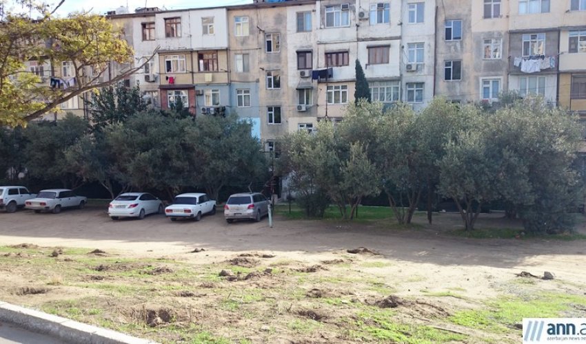 Вырубка деревьев  в Баку - ФОТО