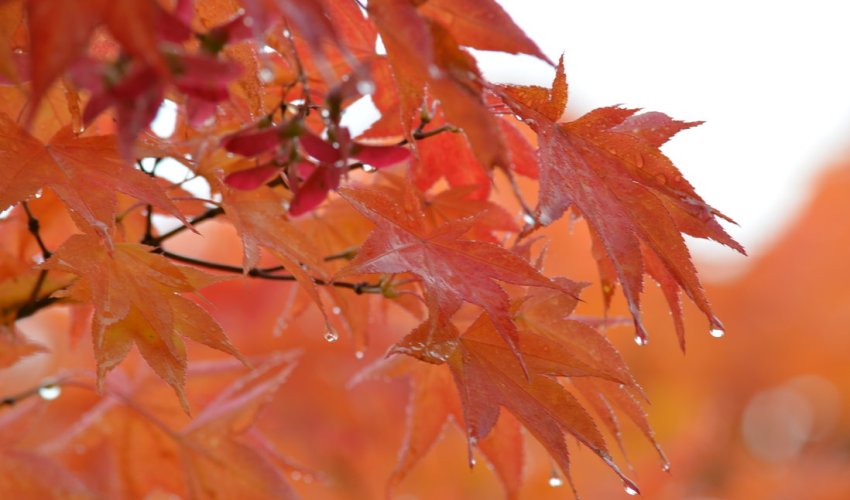 Baku weather forecast for Nov. 20