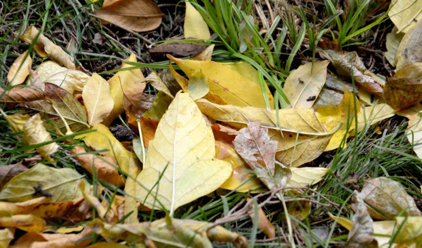 Baku weather forecast for Nov. 21