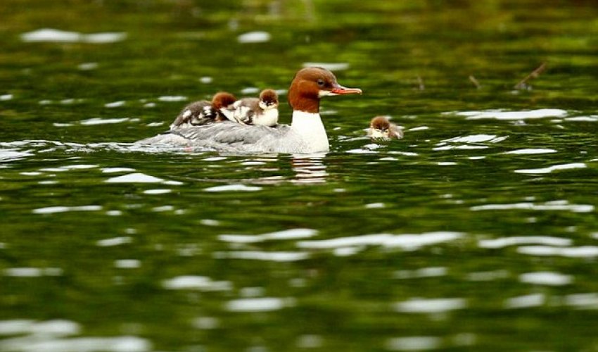 The duck who really is running a taxi service