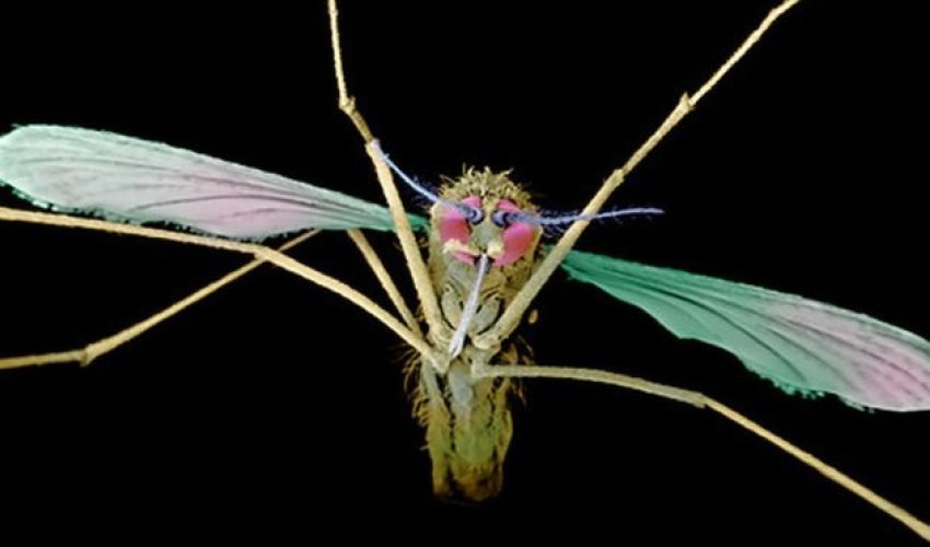 Mutant mosquitoes 'resist malaria'