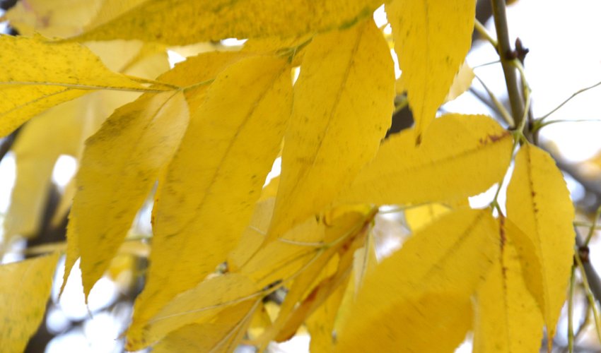 Baku weather forecast for Nov. 26