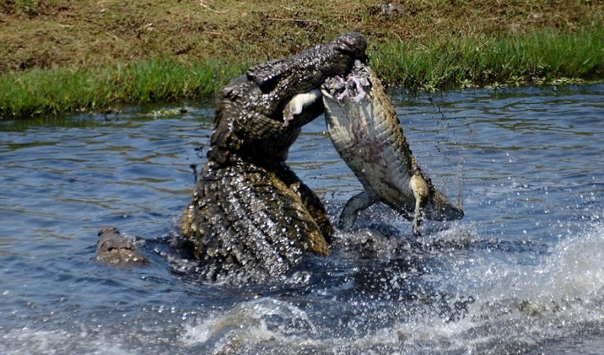 Cannibal crocodile tears smaller rival to pieces