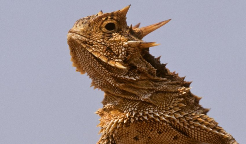 Meet the lizards that suck up rain with their skin