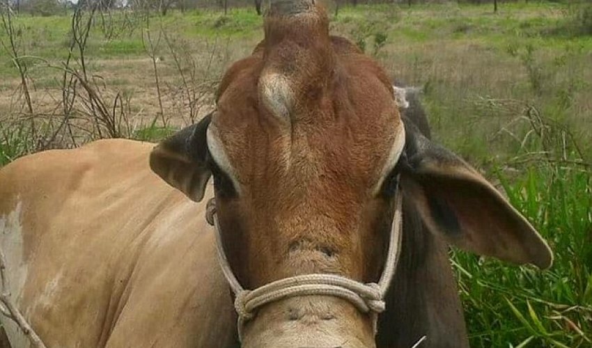 One-of-a-kind bull has a single horn