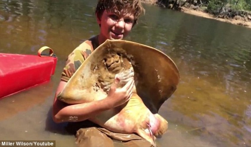 Schoolboy helps a stingray give birth to 12 babies