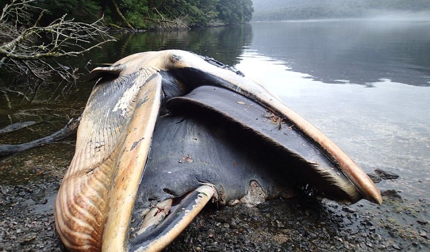 Why have 337 whales washed up dead on the same stretch of coast?