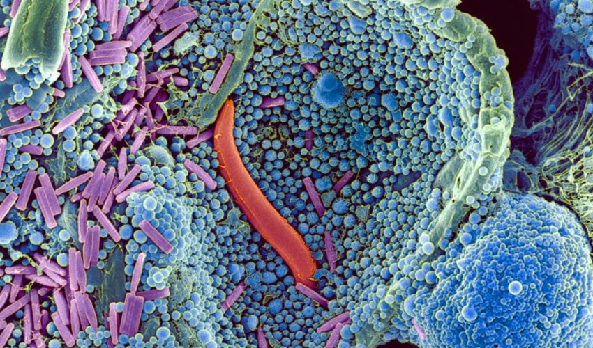 One amazing substance allowed life to thrive on land