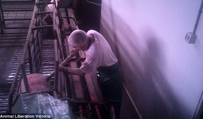 Pigs being 'forced into small cages before they are 'lowered into gas chambers'