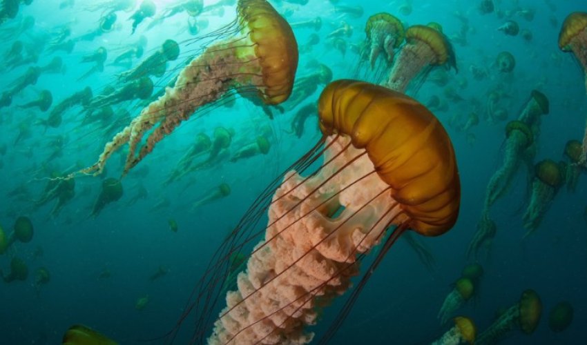 Oceans are more vital than you think