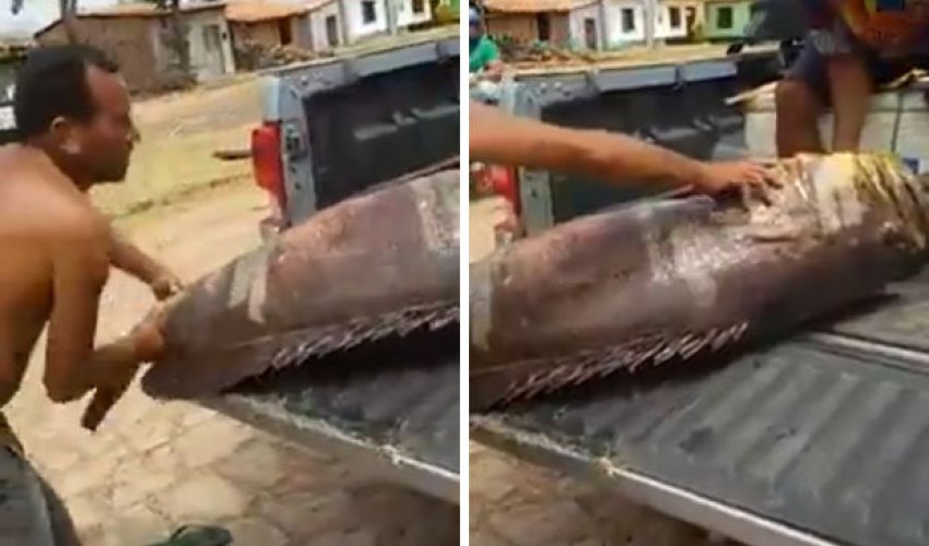 Monster fish is so huge TWO men struggle to lift it