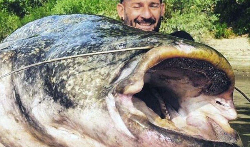 Fisherman reels in 19 STONE catfish