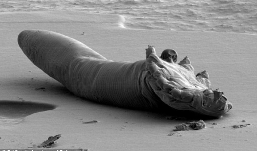 Do you have any idea what is living on your face?