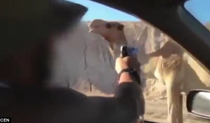 Soldiers from Israel's elite killing a CAMEL in drive-by shooting Soldiers from Israel's elite killing a CAMEL in drive-by shooting