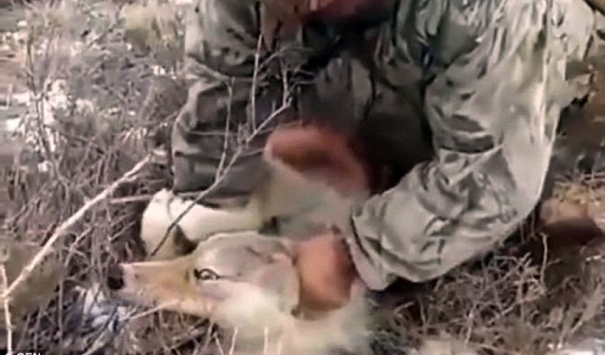 Dying wolf is lifted by its ears by grinning hunter