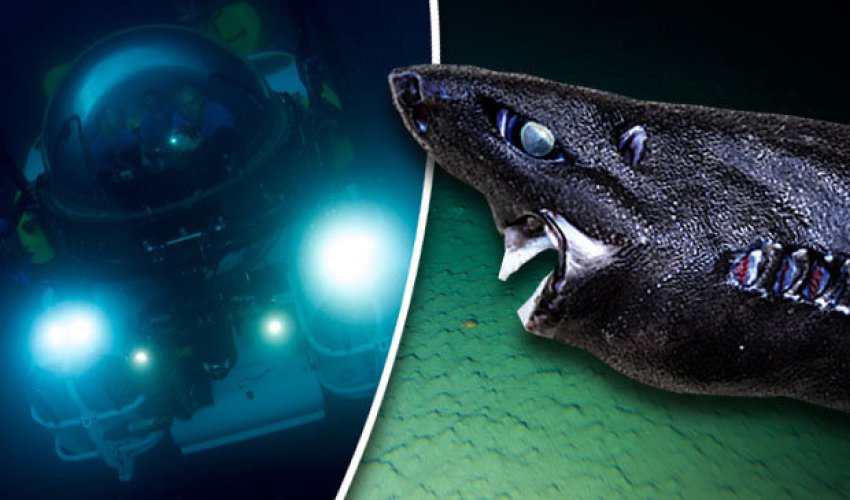 Terrifying pitch black shark discovered in ocean abyss Terrifying pitch black shark discovered in ocean abyss