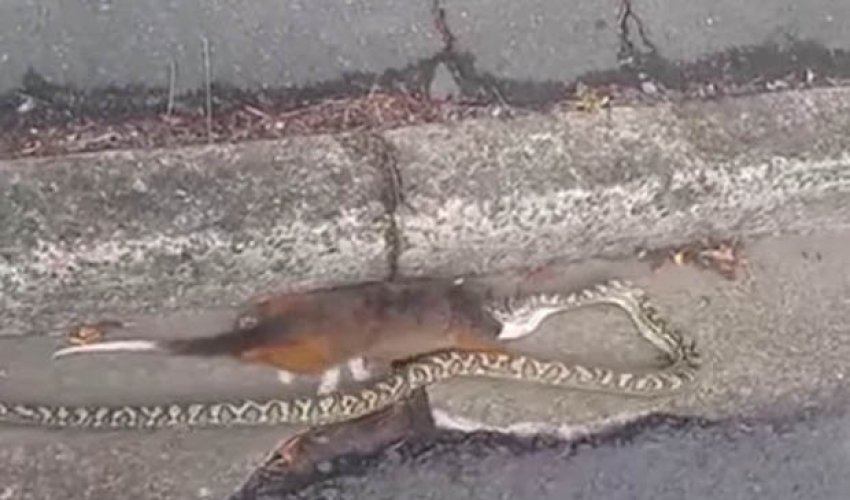 Snake attempts to swallow WHOLE possum nearly twice its size