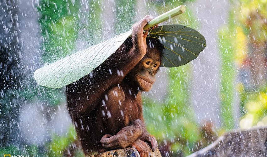 National Geographic reveals its top pictures of 2015 National Geographic reveals its top pictures of 2015