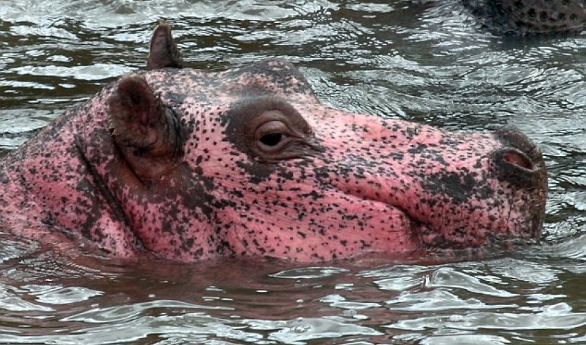 The hippo that’s pretty in pink The hippo that’s pretty in pink