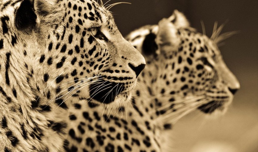 Photographer spends ten years capturing incredible sepia portraits of big cats