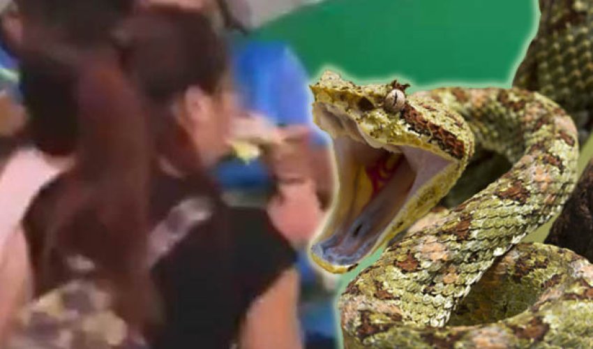 Girl tries to kiss snake... and instantly regrets her decision Girl tries to kiss snake... and instantly regrets her decision