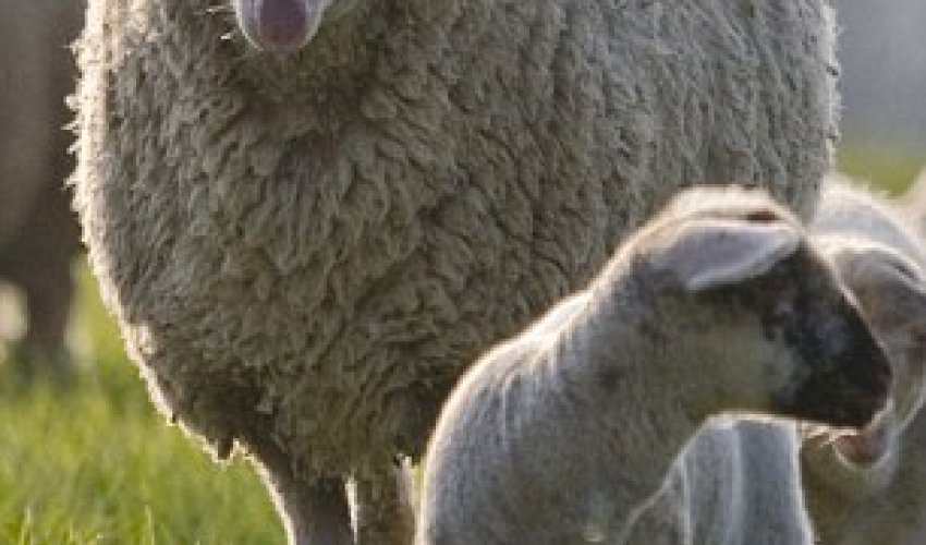 Human organs for transplant are being grown inside sheep and pigs