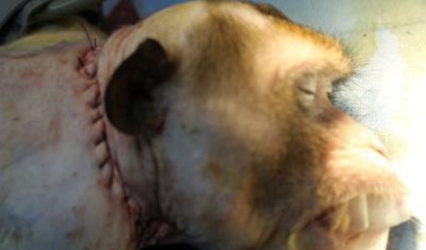 Mouse survives HEAD TRANSPLANT… and doc says humans next Mouse survives HEAD TRANSPLANT… and doc says humans next