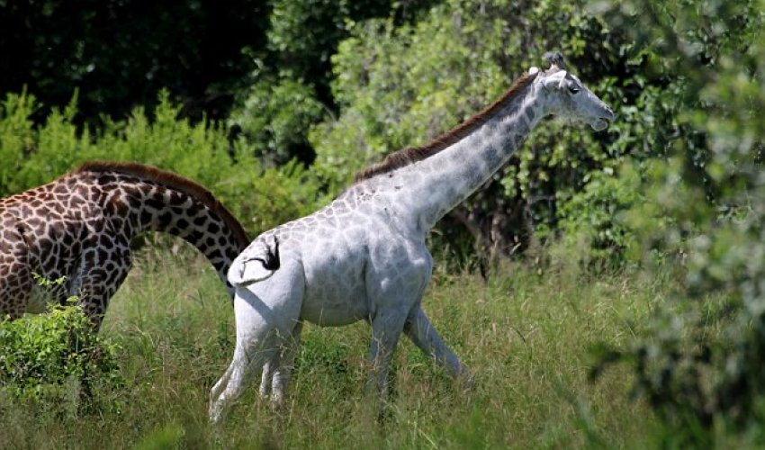 Rare white giraffe