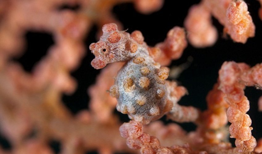 Can YOU spot the seahorse?