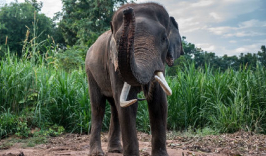 Слон убил туриста