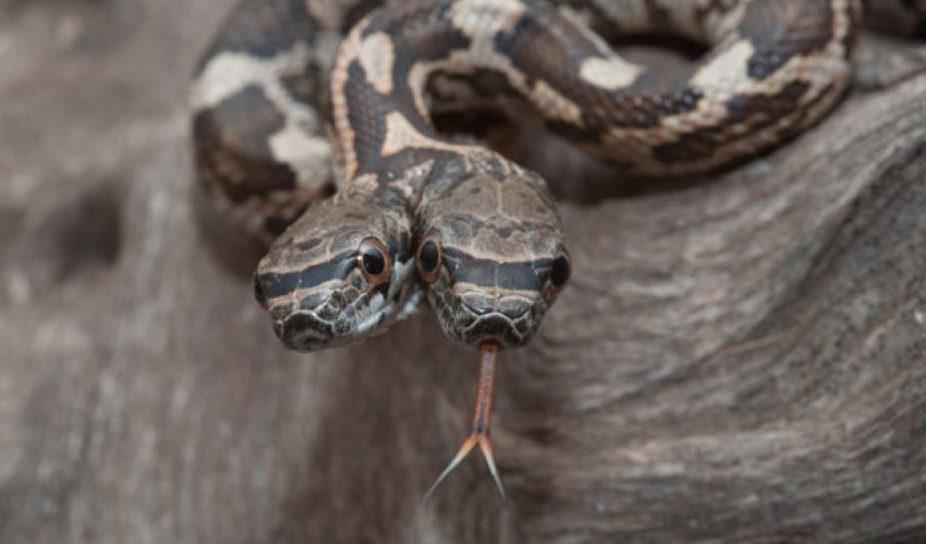 Double trouble: Brave photographer snaps TWO-HEADED siamese snake