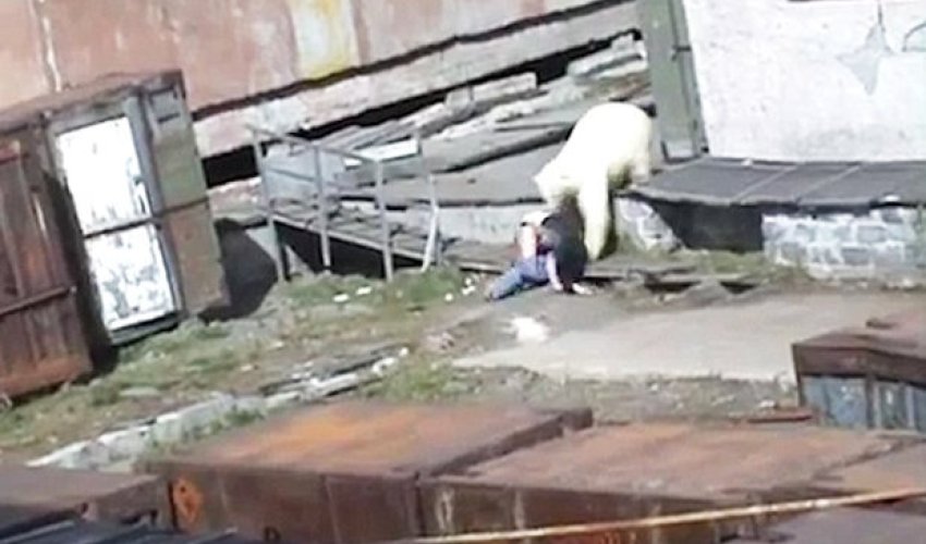 Terrifying moment stunned woman is mauled by polar bear