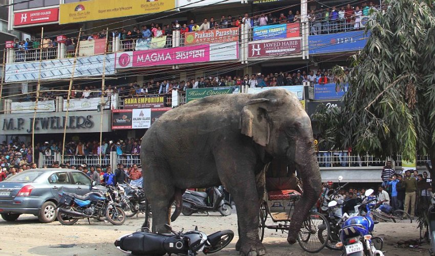 Bloodied elephant rampages through Indian city Bloodied elephant rampages through Indian city