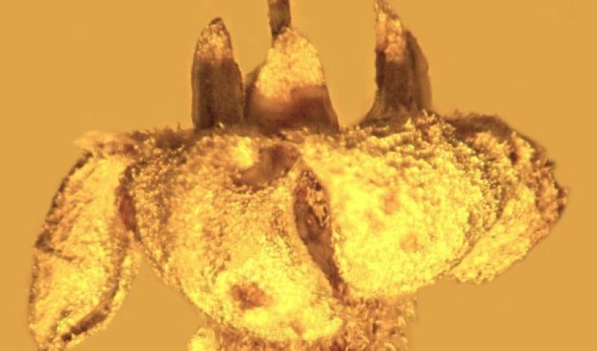 Extinct plant species discovered in amber