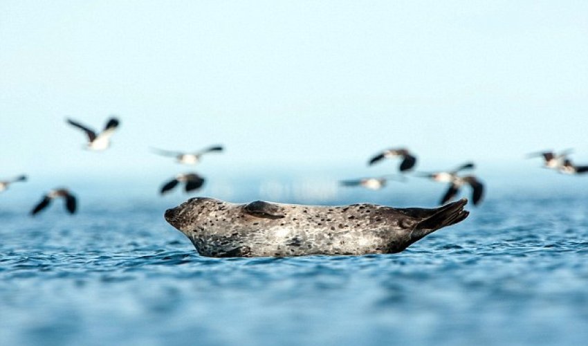 The happiest seal in the world!