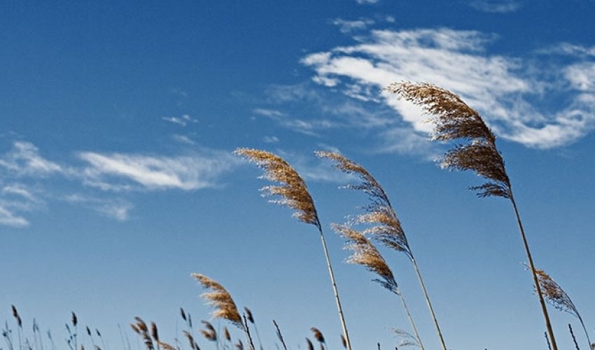 Baku weather forecast for Feb. 17