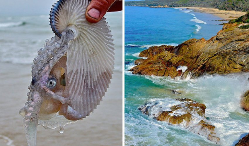 Weird 'alien' sea creature washes up on beach