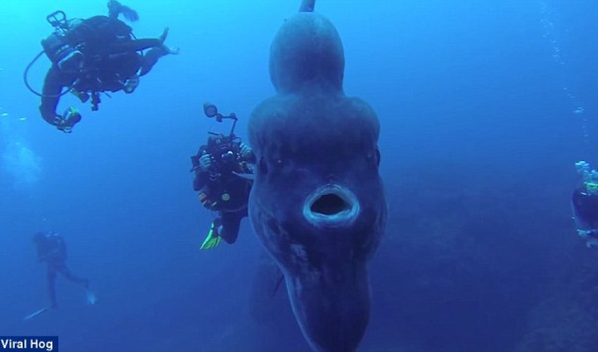 World's biggest bony fish gets its closeup