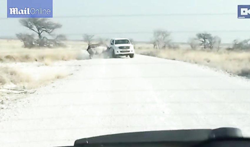 Носорог атаковал джип с туристами