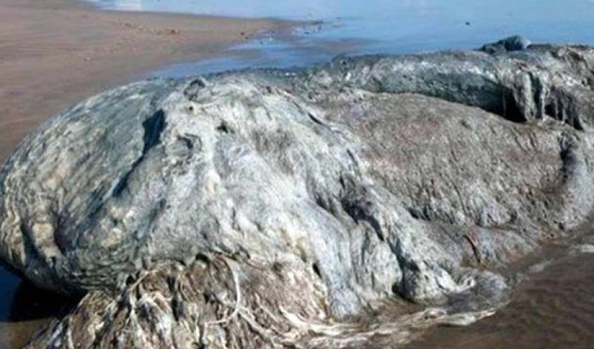 Mystery monster sea blob washes up on beach and terrifies tourists