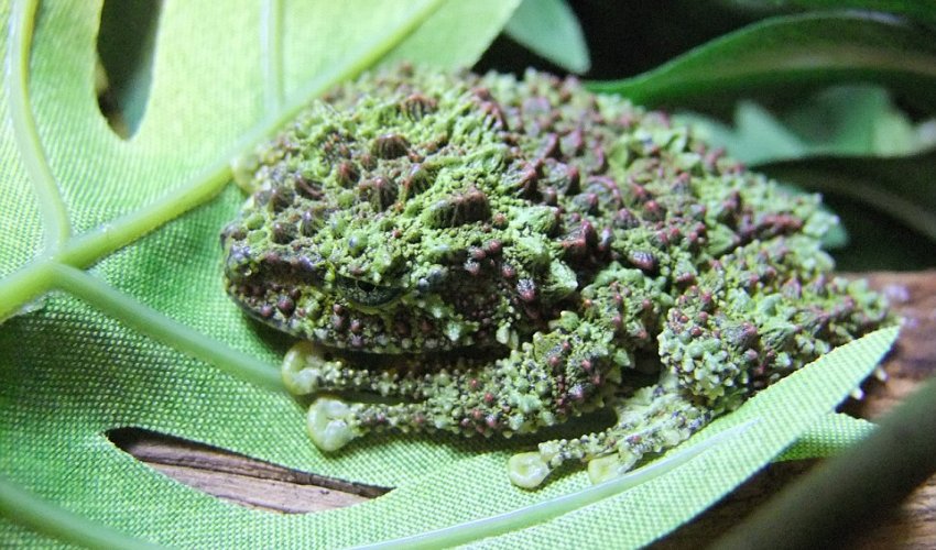 Rare Vietnamese frogs Rare Vietnamese frogs