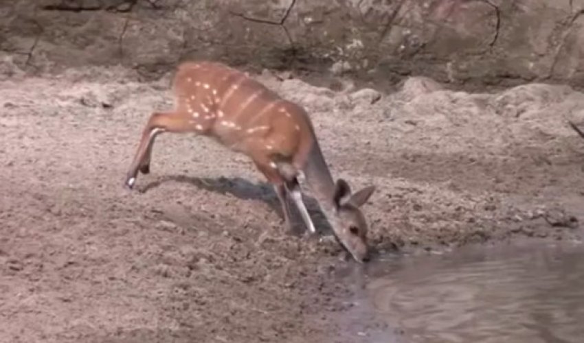 Deer nearly swallowed whole when beast leaps from water