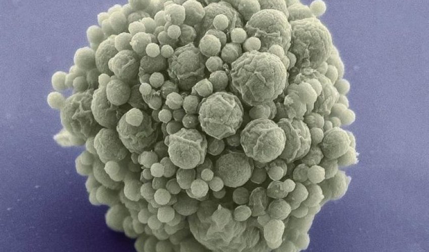 Synthetic bug given 'fewest genes'