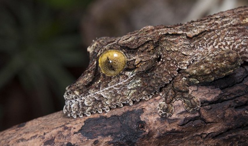 Can YOU spot the gecko in these baffling photographs? Can YOU spot the gecko in these baffling photographs?