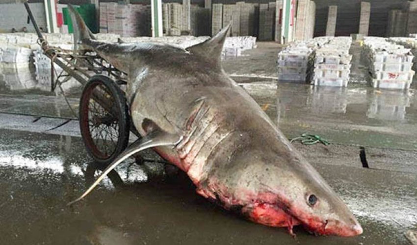 Fisherman accidentally catches Great White Shark