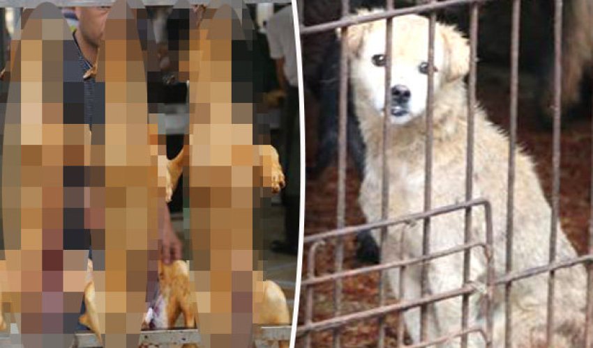 Shocking undercover footage of dog meat festival