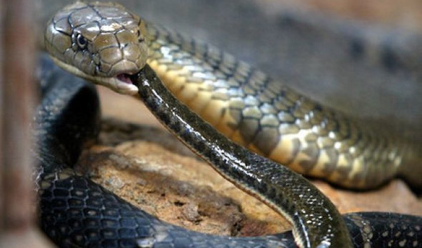 Певица умерла от укуса кобры