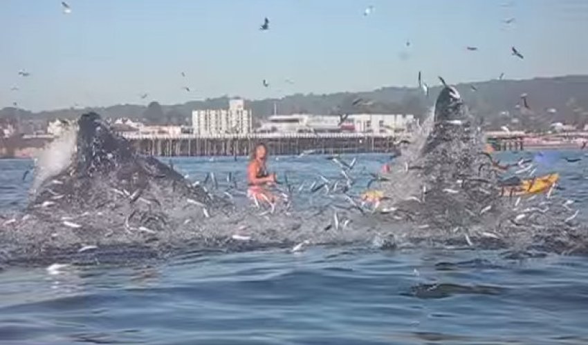 Surfer stunned when giant beast bursts from water – nearly swallowing her